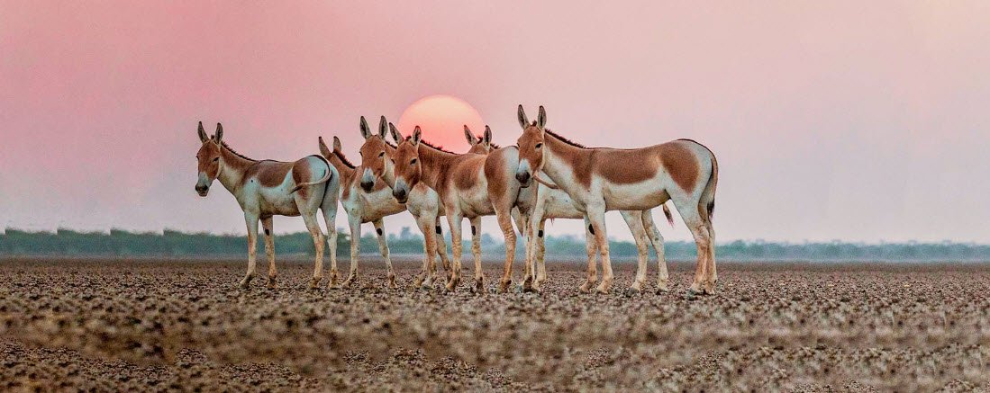Wild Ass Wildlife Sanctuary, Surendranagar, Gujarat - Vushii.com Wild Ass Wildlife Sanctuary, Surendranagar, Gujarat - Vushii.com